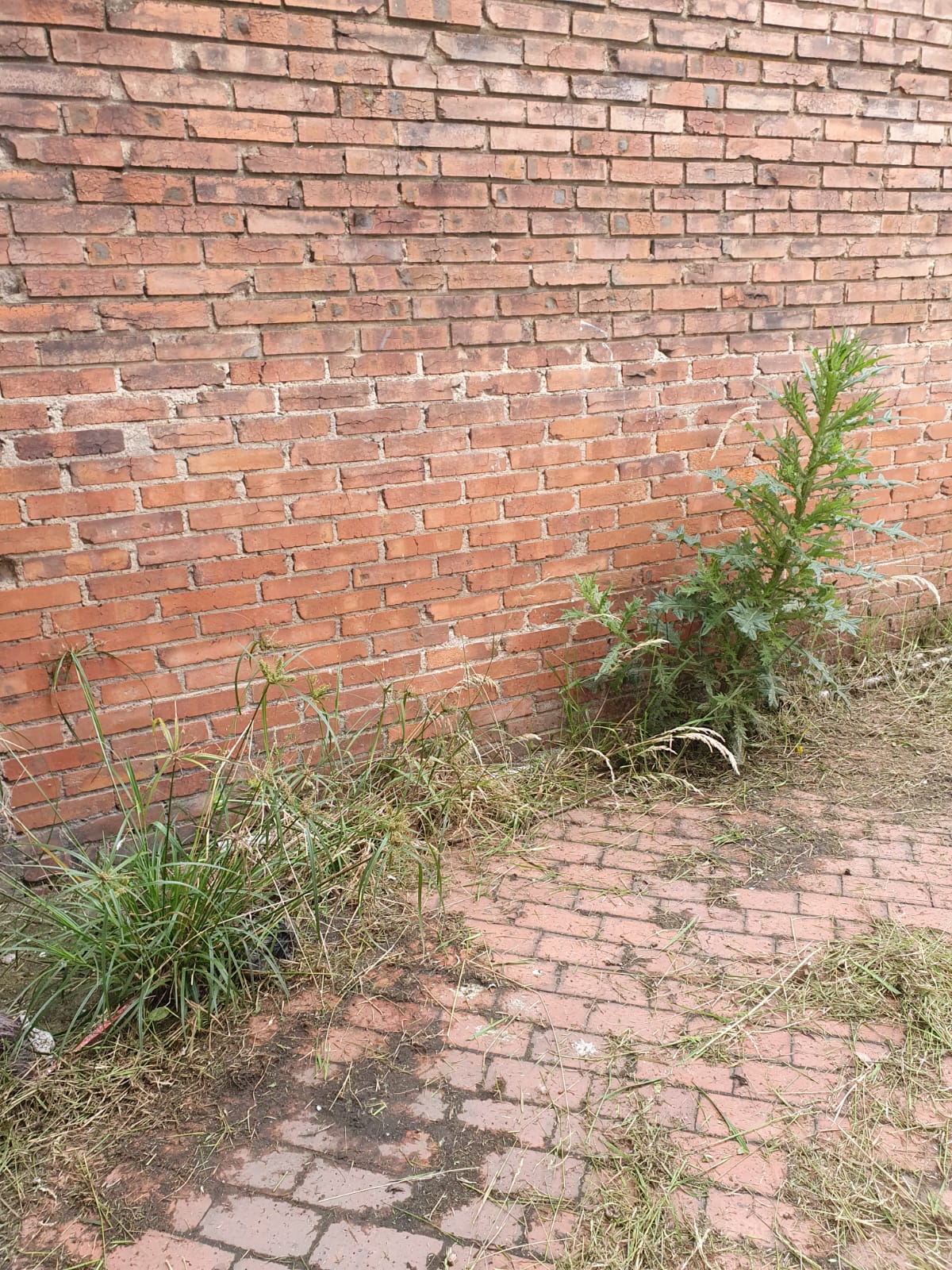 antes